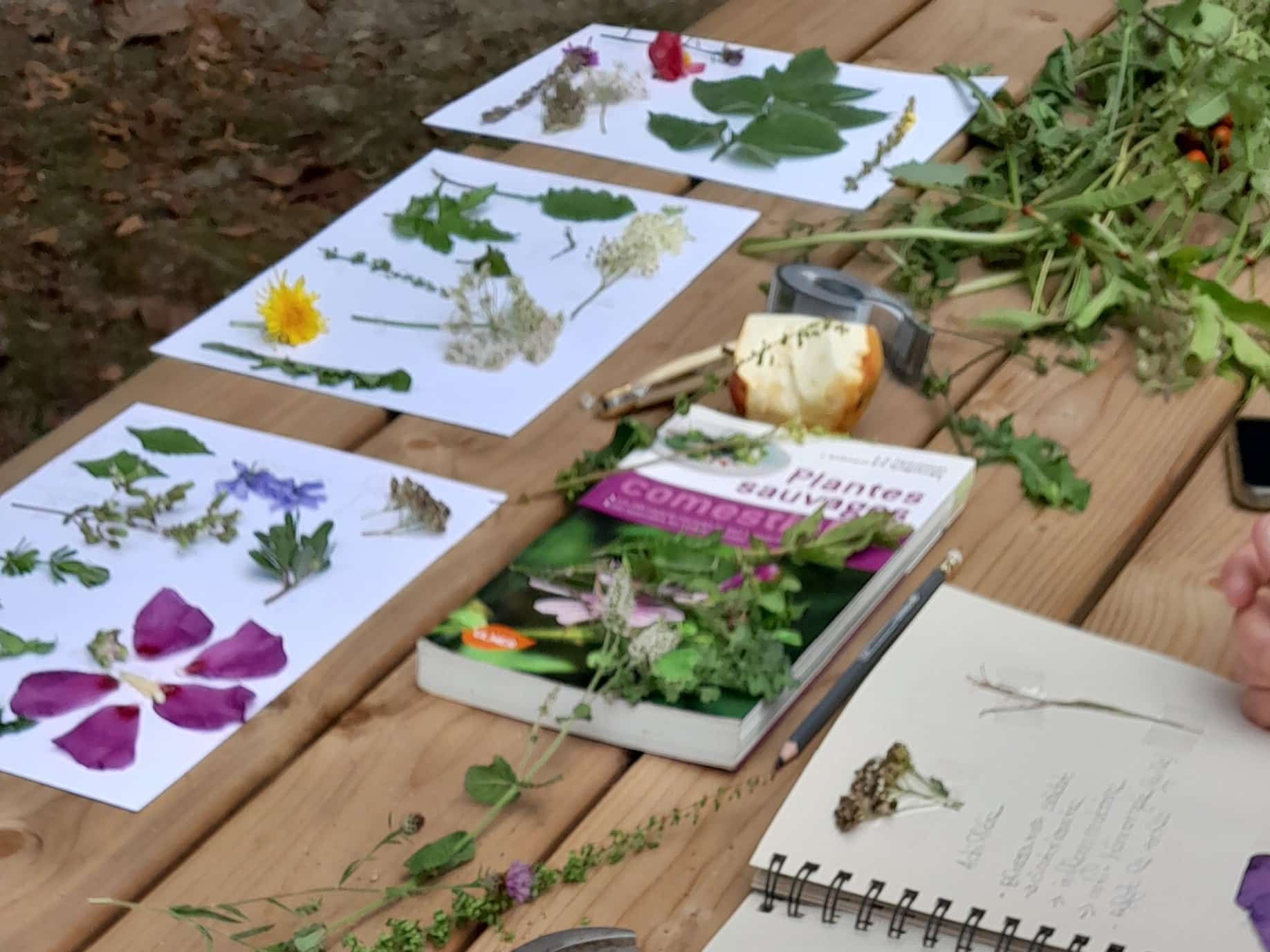 2026.08.05 – Atelier herbier & tisane d’été